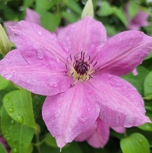 Meet your Posher, George